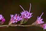 Fewflower blazing star